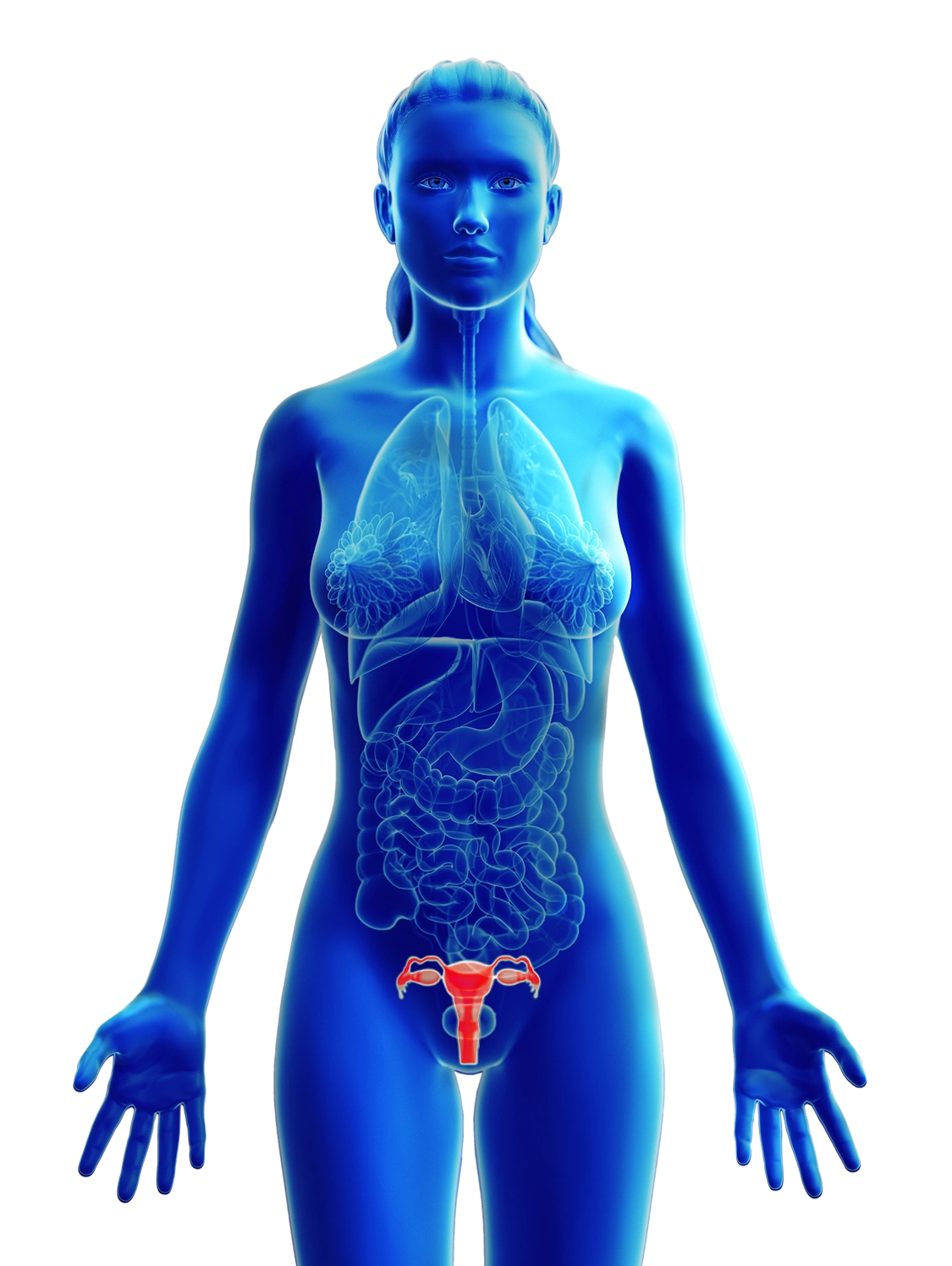 sagoma donna blu con visione di organi interni - organi sessuali