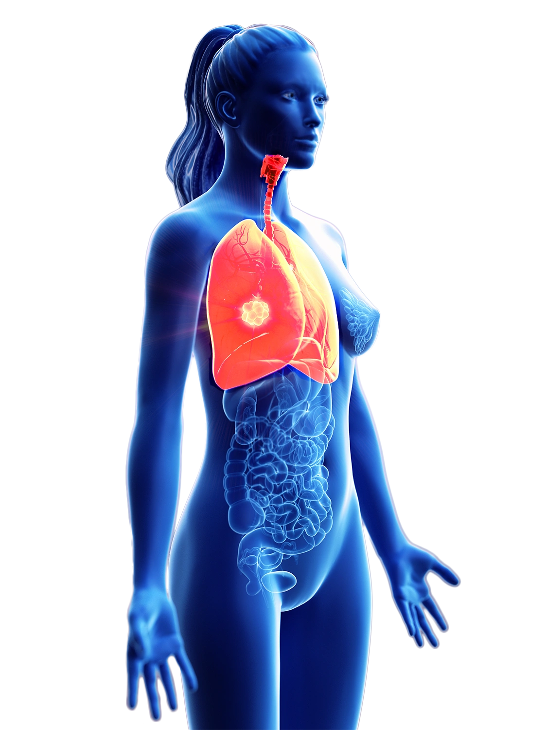 sagoma donna blu con visione di organi interni - polmoni