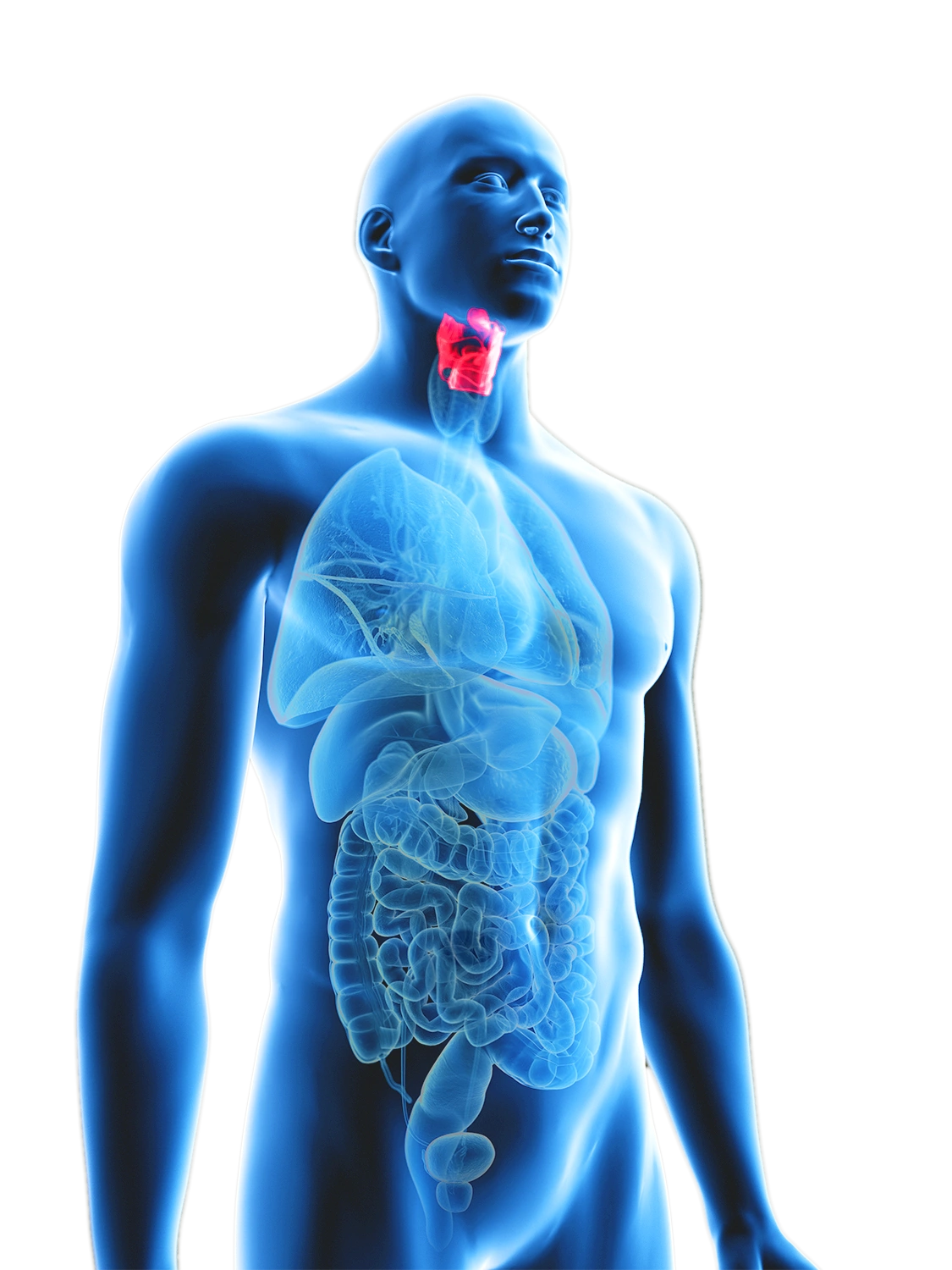sagoma uomo blu con visione di organi interni - gola