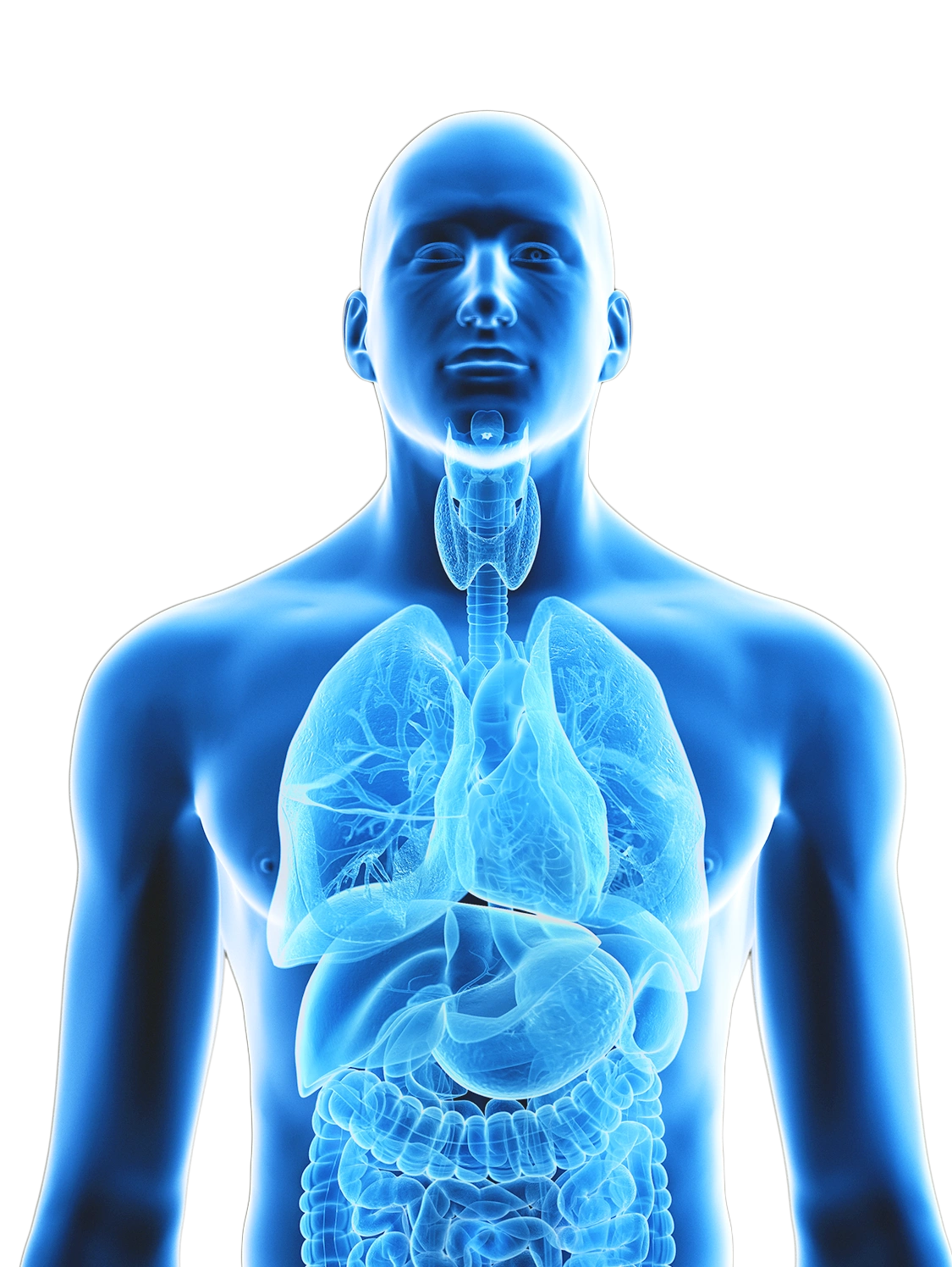 sagoma uomo blu con visione di organi interni - polmoni