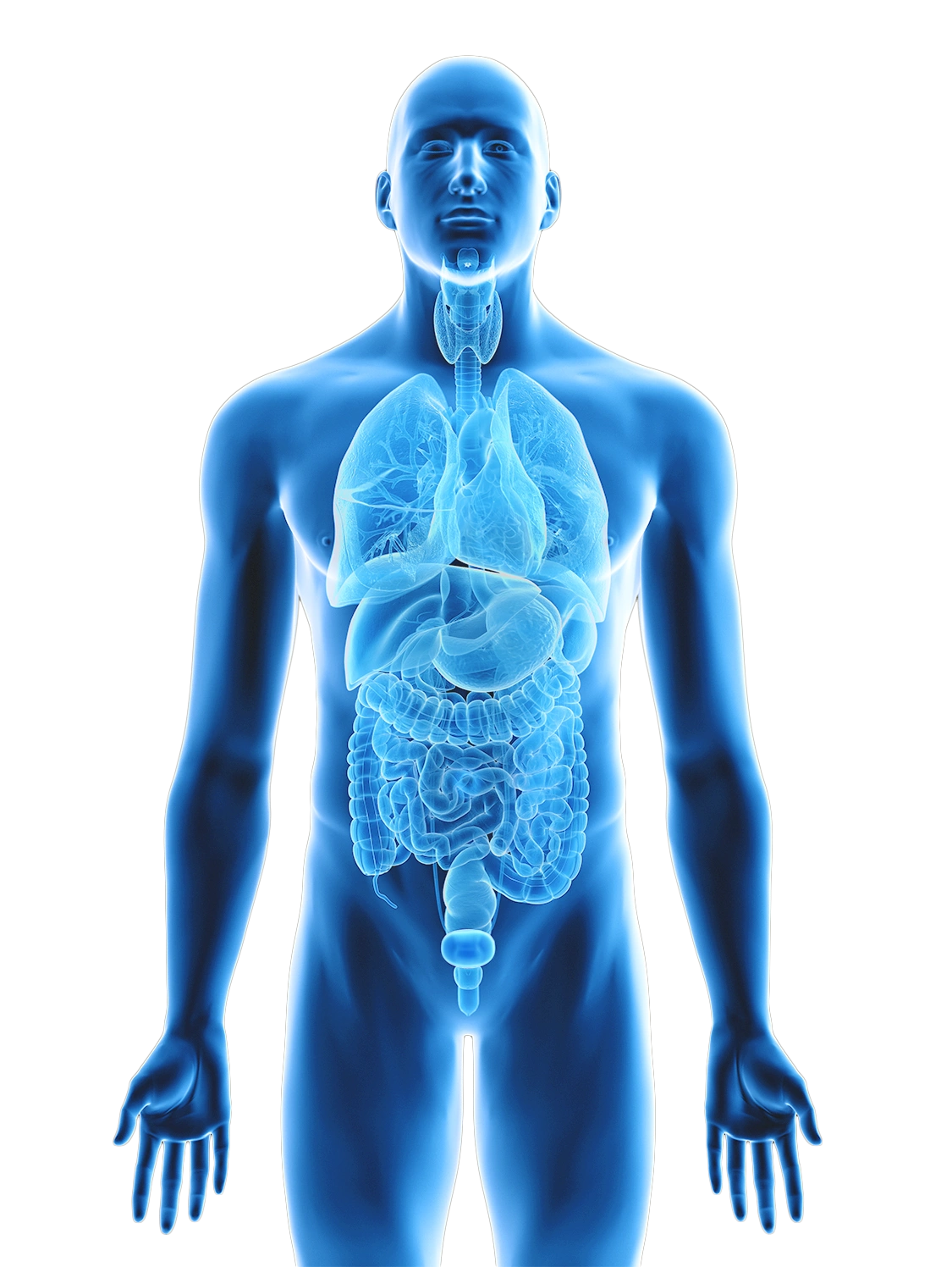 sagoma uomo blu con visione di organi interni